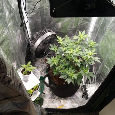 White widow growlog photo: Lots of popcorn sites lol