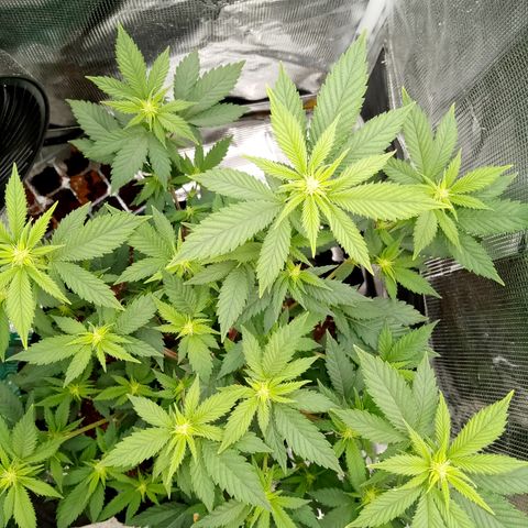 White widow growlog photo: Lots of popcorn sites lol
