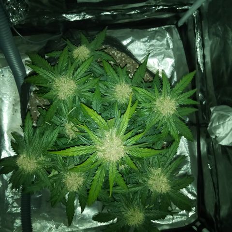 Bruce Banner auto growlog timeline photo