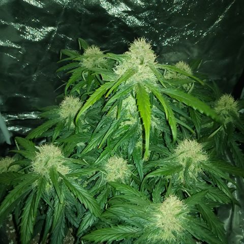 Bruce Banner auto growlog timeline photo