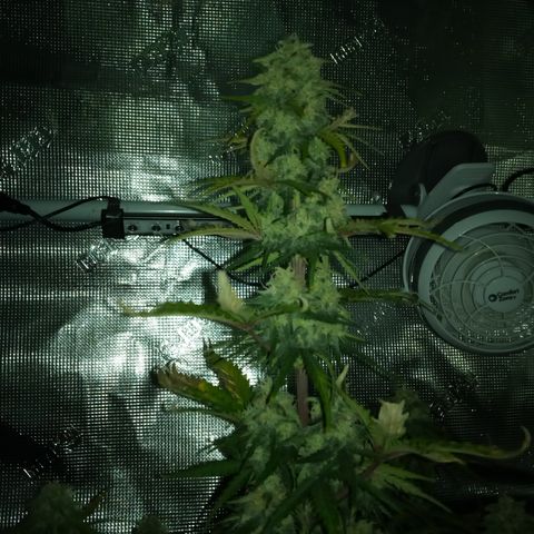 Jet growlog timeline photo