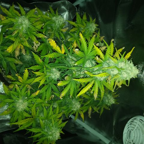 Jet growlog timeline photo