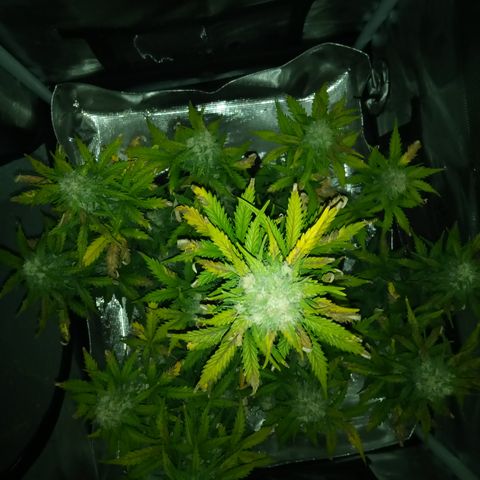 Jet growlog timeline photo