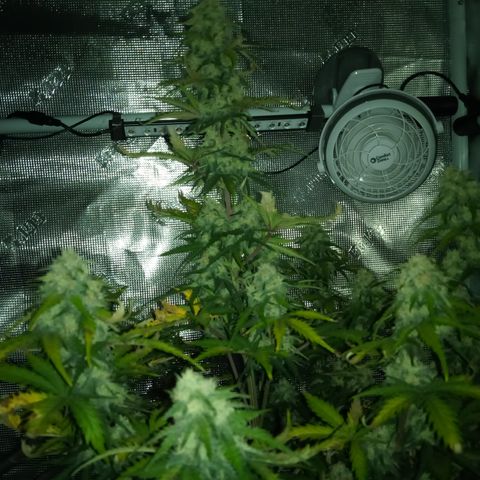 Jet growlog timeline photo