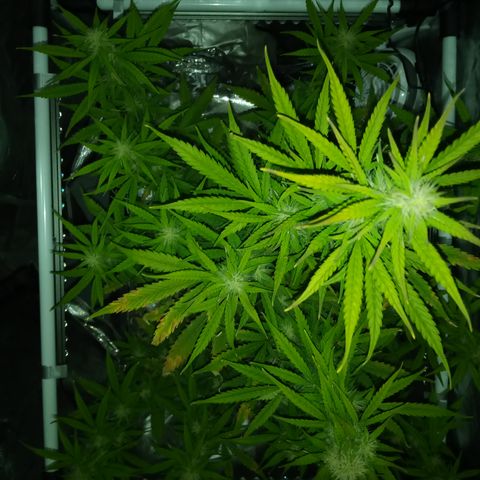 Gorilla Glue (Contest) growlog timeline photo