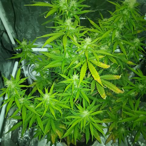 Gorilla Glue (Contest) growlog timeline photo