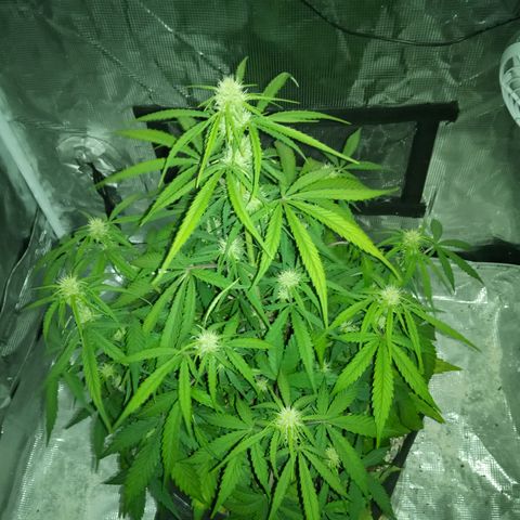 Crystal Candy XL Auto growlog timeline photo
