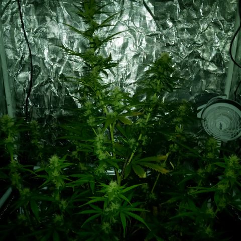 Gorilla Glue (Contest) growlog timeline photo