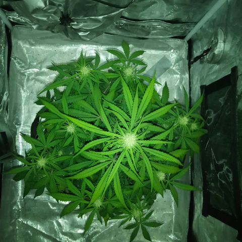 Crystal Candy XL Auto growlog timeline photo