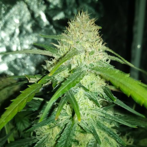 Bruce Banner auto growlog timeline photo