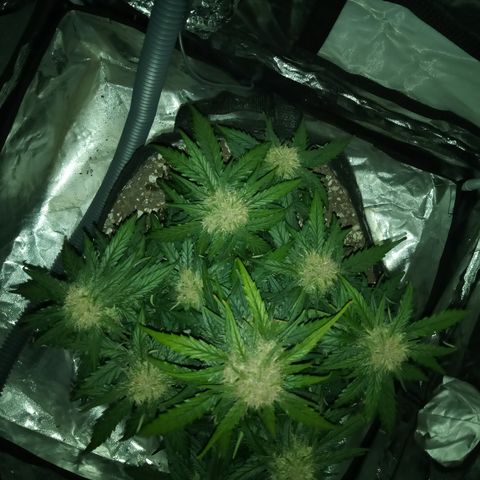 Bruce Banner auto growlog timeline photo