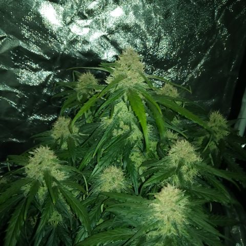 Bruce Banner auto growlog timeline photo