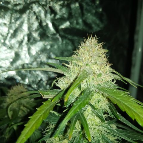 Bruce Banner auto growlog timeline photo