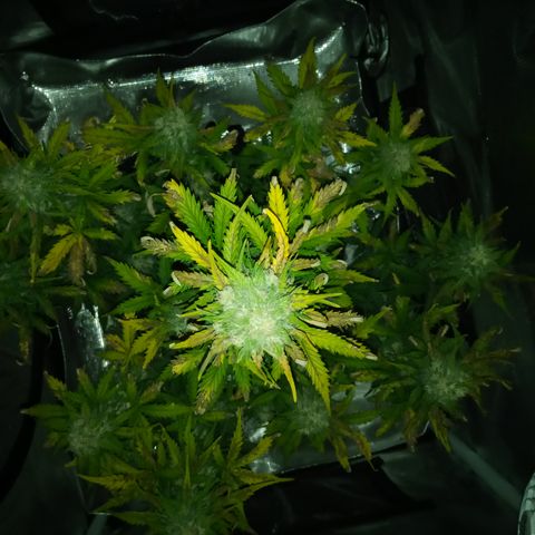 Jet growlog timeline photo