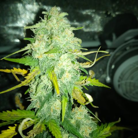 Jet growlog timeline photo