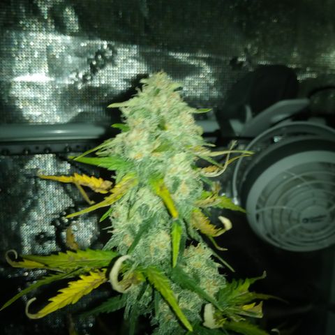 Jet growlog timeline photo