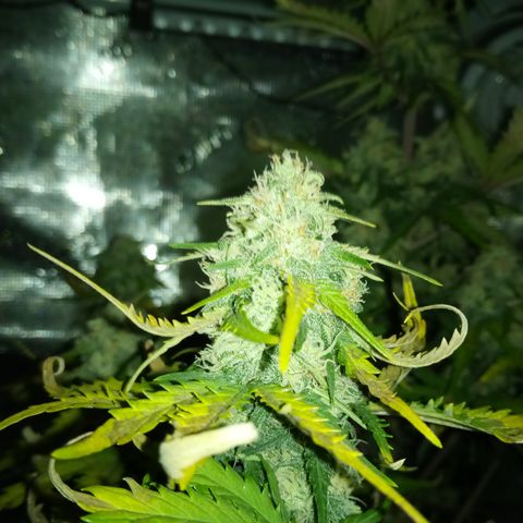Jet growlog timeline photo