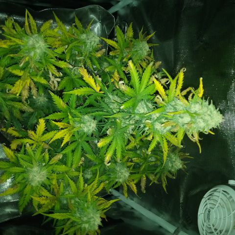 Jet growlog timeline photo