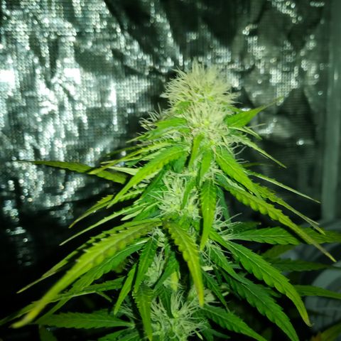 Gorilla Glue (Contest) growlog timeline photo