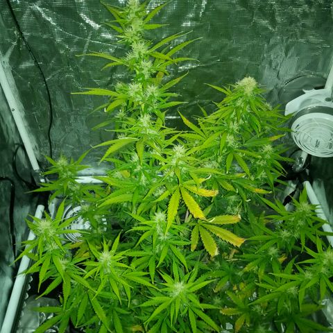 Gorilla Glue (Contest) growlog timeline photo