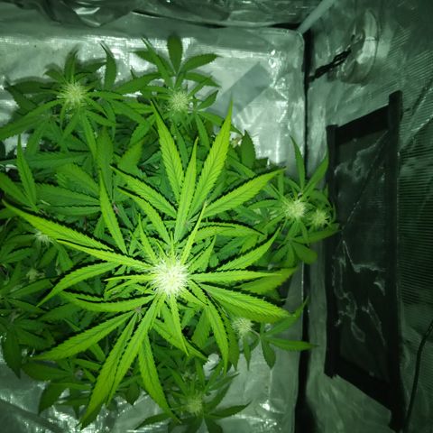 Crystal Candy XL Auto growlog timeline photo