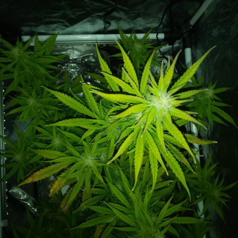 Gorilla Glue (Contest) growlog timeline photo