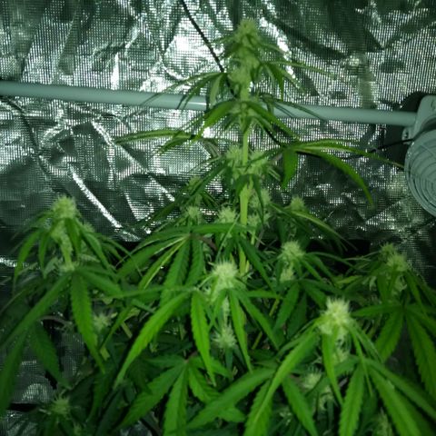 Crystal Candy XL Auto growlog timeline photo