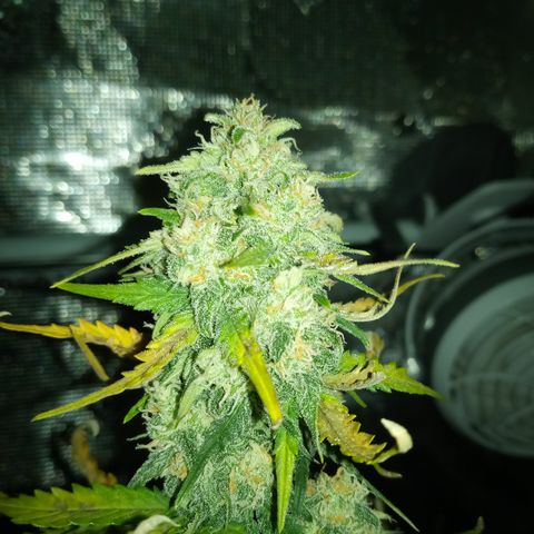 Jet growlog timeline photo