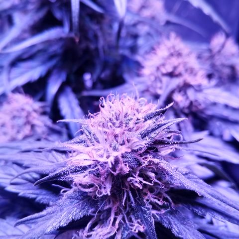 Bruce Banner auto growlog timeline photo