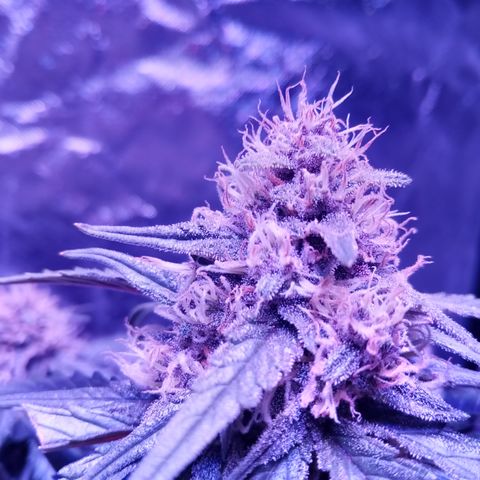 Bruce Banner auto growlog timeline photo