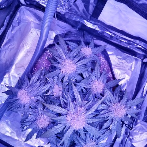 Bruce Banner auto growlog timeline photo