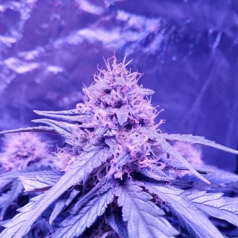 Bruce Banner auto growlog timeline photo