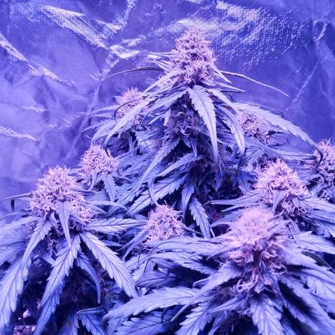 Bruce Banner auto growlog timeline photo