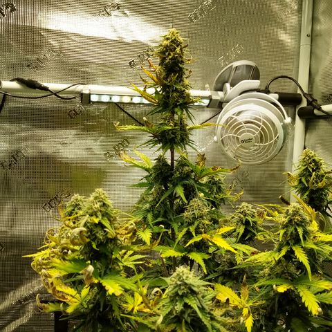 Jet growlog timeline photo
