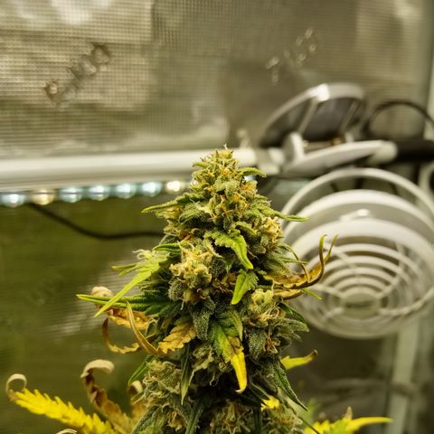 Jet growlog timeline photo