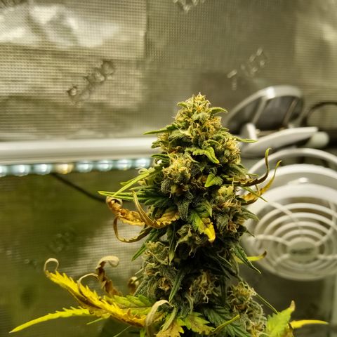 Jet growlog timeline photo
