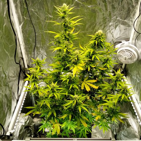 Gorilla Glue (Contest) growlog timeline photo