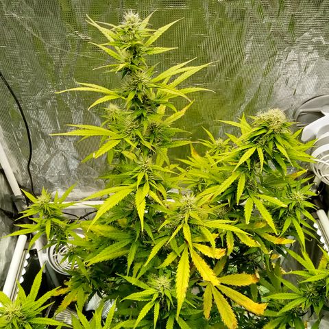 Gorilla Glue (Contest) growlog timeline photo