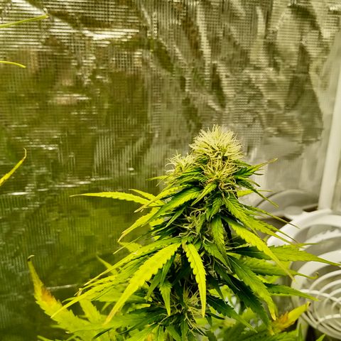 Gorilla Glue (Contest) growlog timeline photo