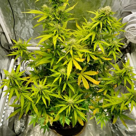 Gorilla Glue (Contest) growlog timeline photo