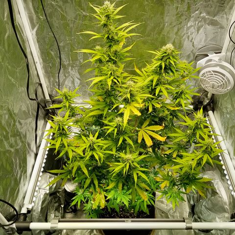 Gorilla Glue (Contest) growlog timeline photo