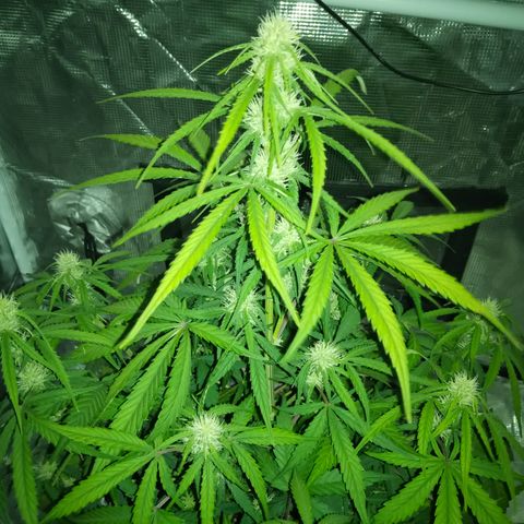 Crystal Candy XL Auto growlog photo: Two min late for a lights-on photo