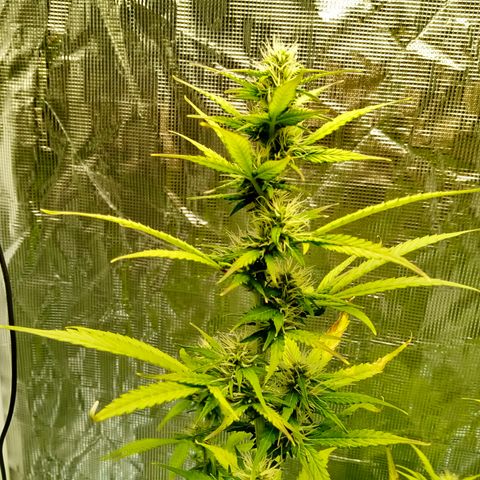 Gorilla Glue (Contest) growlog timeline photo