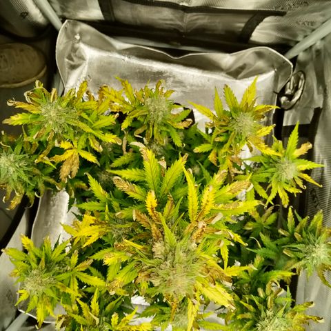 Jet growlog timeline photo