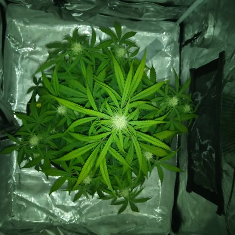 Crystal Candy XL Auto growlog photo: Two min late for a lights-on photo
