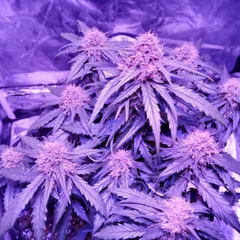 Bruce Banner auto growlog timeline photo