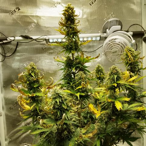 Jet growlog photo: Not happy with myself but hope it all ends smoothly 