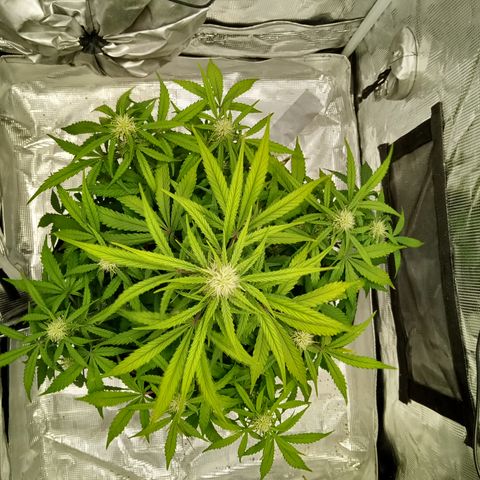 Crystal Candy XL Auto growlog timeline photo
