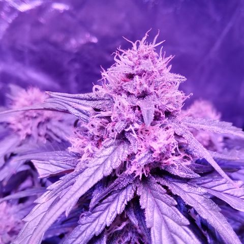 Bruce Banner auto growlog timeline photo
