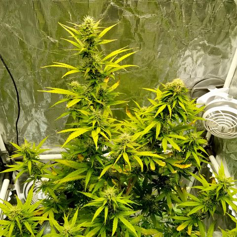 Gorilla Glue (Contest) growlog timeline photo